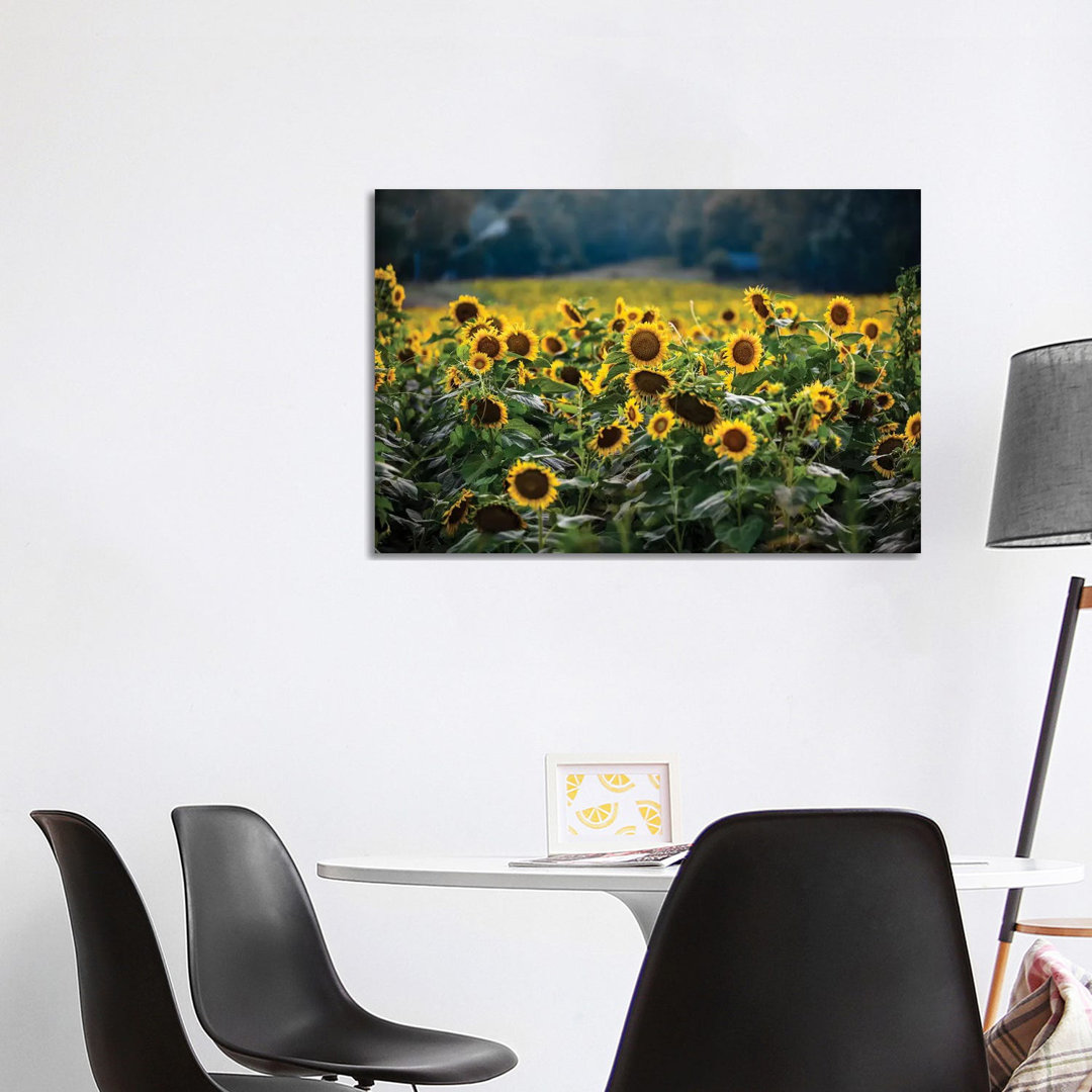 Sunflower Field by Lucas Moore - Wrapped Canvas Print