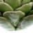 Arciniega Ceramic Desert Flower-569626575-569626574