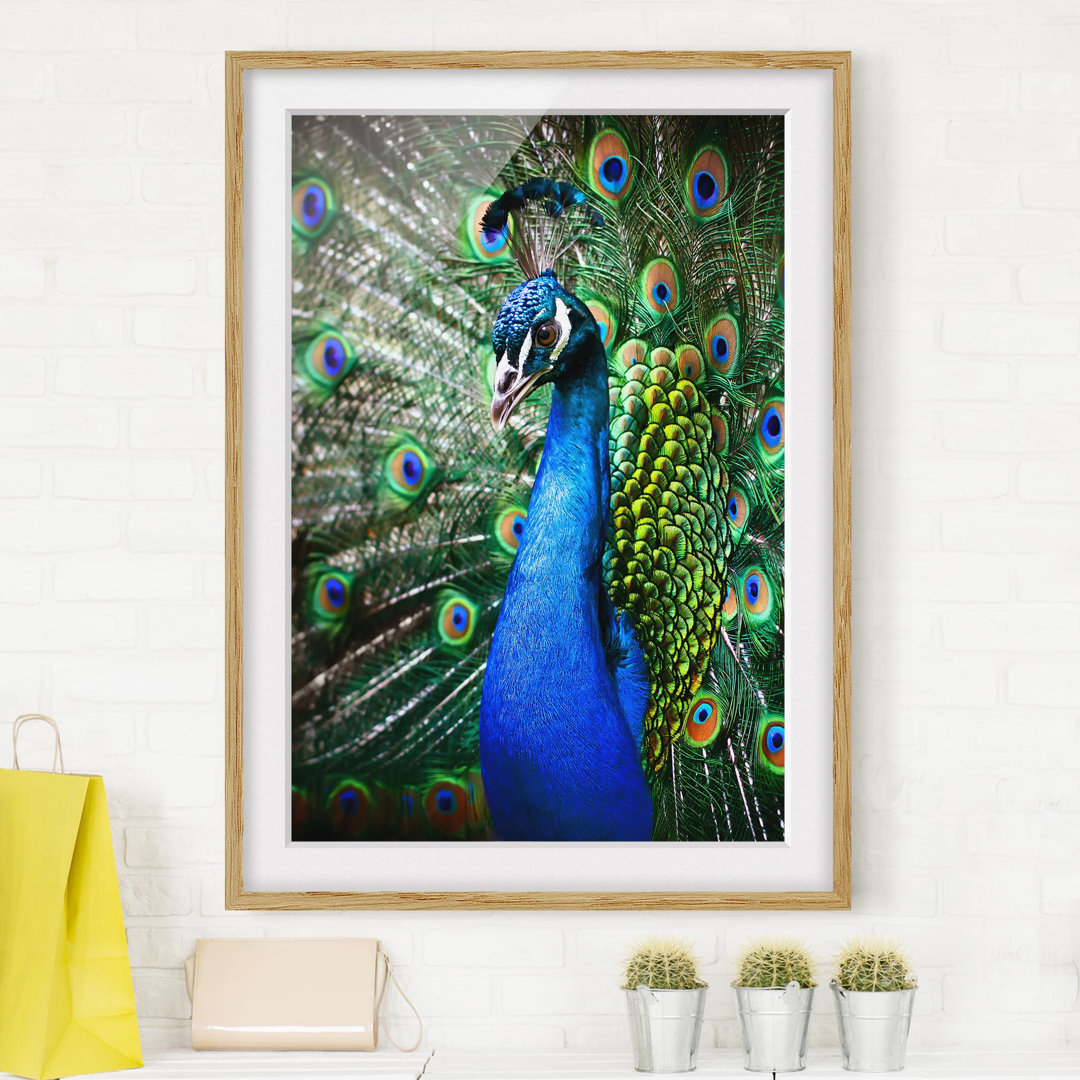 Gerahmtes Poster Elegant Peacock