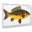 Royal Carp Fish by M.E. Bloch - Wrapped Canvas Print-55324143