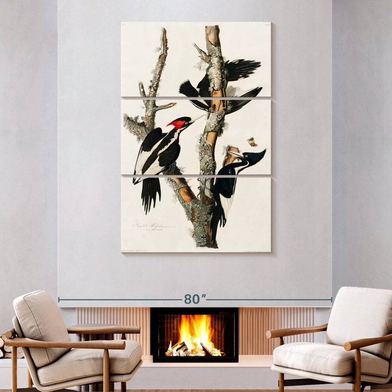 Ivory Billed Woodpecker