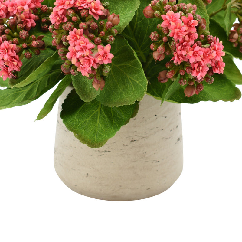 Kalanchoe Arrangement in Fiberstone Pot, Pink
