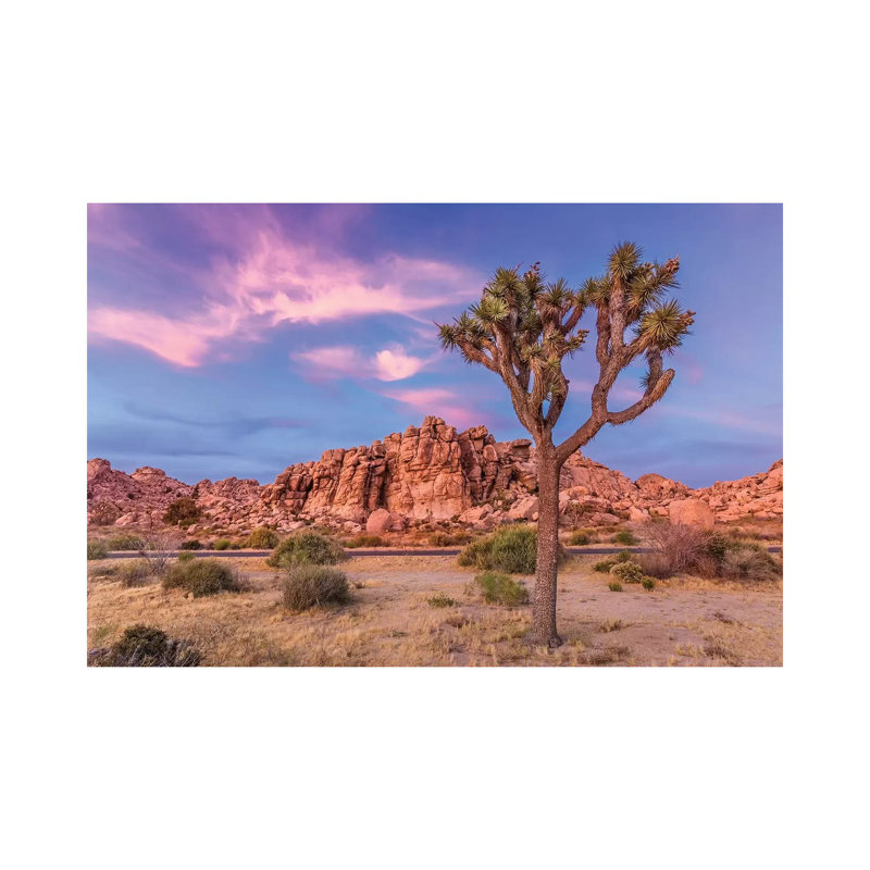 Joshua Tree In The Evening by Melanie Viola - Wrapped Canvas Print, 20.32 cm H x 30.48 cm W