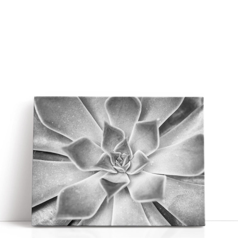 «Succulent Plant Black and White», reproduction d'art sur toile, H 18 po x l 24 po