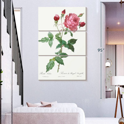 Provence Rose Rosa Indica From Les Roses