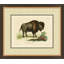 Bison 1 Print