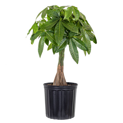 United Nursery Live Money Tree (Pachira Aquatica) (Jade Plant) Plant in Nursery Pot