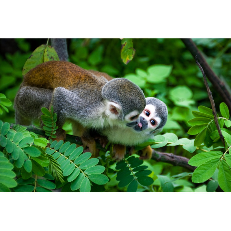 Deux singes écureuils de Kalistratova, H 12 po x l 18 po