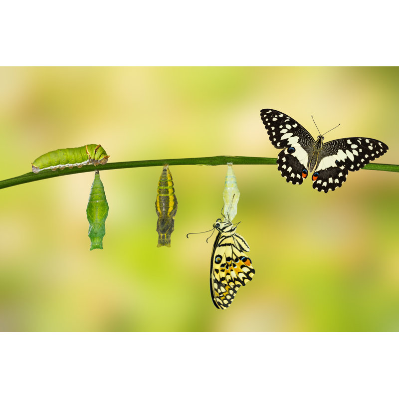 Transformation Of Lime Butterfly - Wrapped Canvas Print, 30cm H x 46cm W