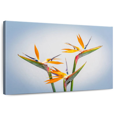 Harnek Yellow Strelitzia