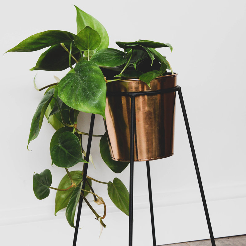 Minimo Metal Plant Stand, 40cm H x 21cm W x 21cm D
