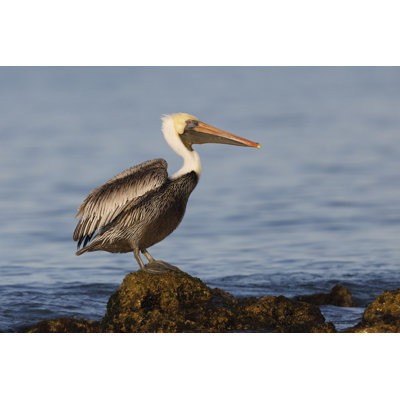 " Brown Pelican "