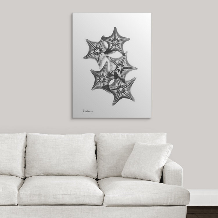 «Starfish IV X-Ray» par Albert Koetsier, reproduction de photo, H 36 po x l 27 po x 1,5 po, Toile