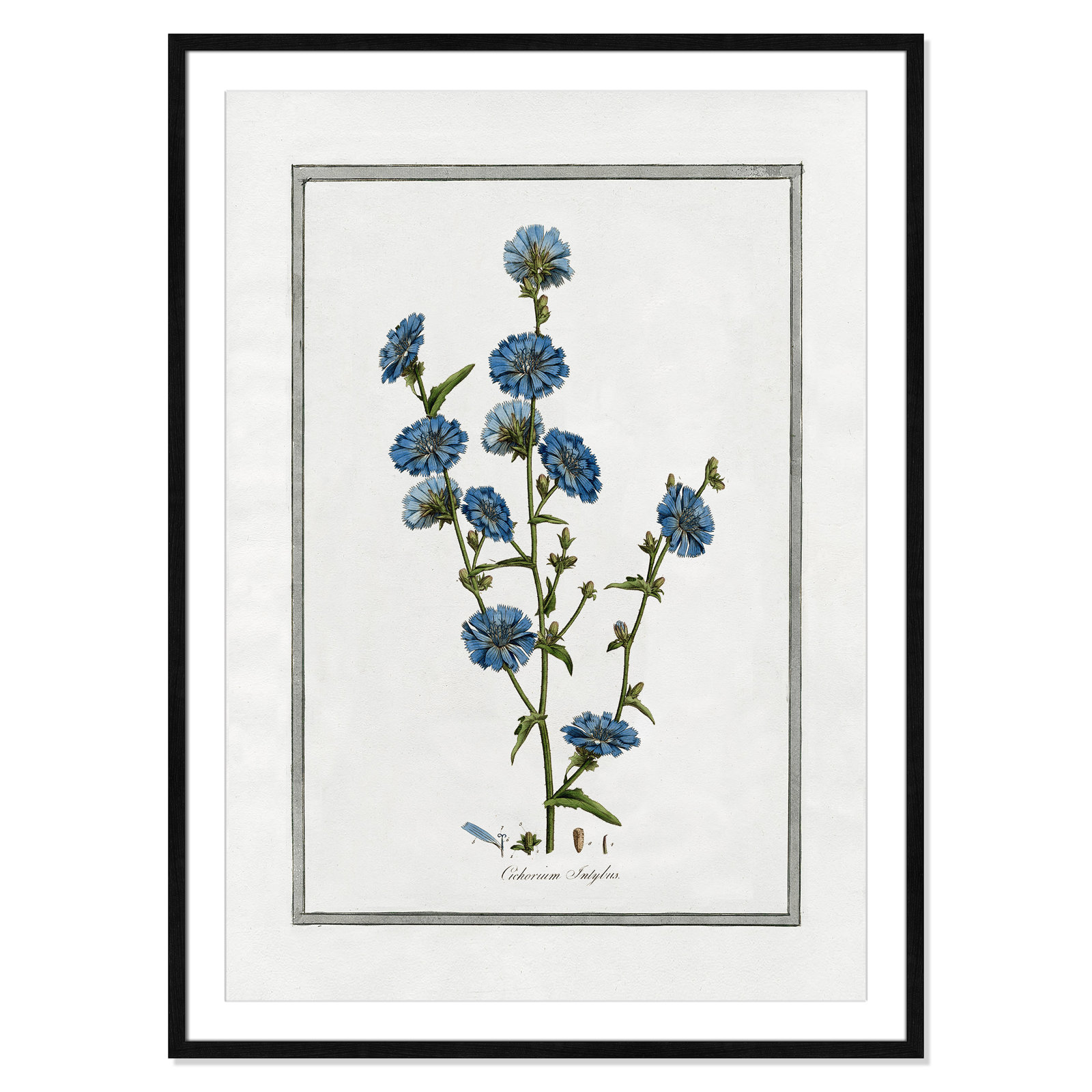 Colombe "Soft Botanical I" Print, Black Framed, 29.5" W x 41.5" H