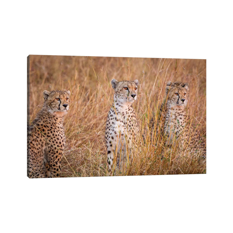 Cheetah Alpine Glow by Jeffrey C. Sink - Wrapped Canvas Gallery-Wrapped Canvas Giclée, 66.04 cm H x 45.72 cm W