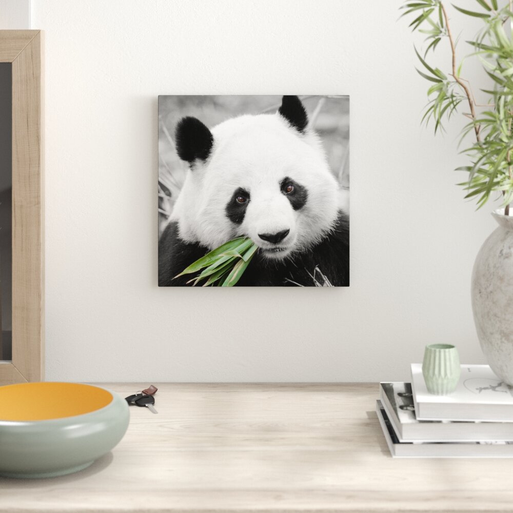 Leinwandbild Kuscheliger Panda frisst Bambus