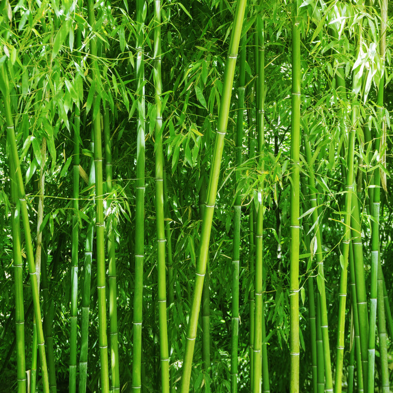 Bamboo Grove by Elena Malysheva - Wrapped Canvas Print, 30cm H x 30cm W