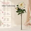 Tige de pivoine-381641603-271721968