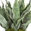 Faux Sansevieria Plant in Fiberstone Planter