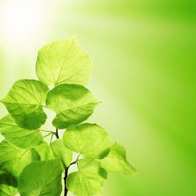 " Green Leaves And Sunlight " by Jnemchinova