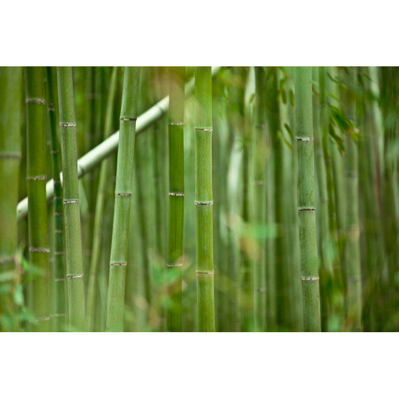 Bamboo Grove by 35007 - No Frame Art Prints on Canvas, 30cm H x 46cm W