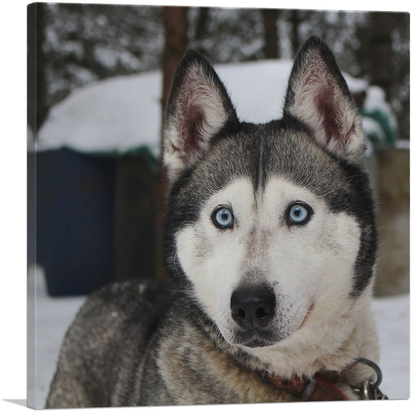 Husky sibérien - reproduction de photo sur toile tendue, H 12 po x l 12 po x P 1,5 po
