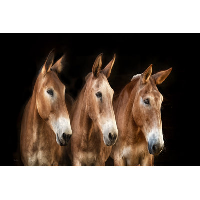 Collection of Horses IV 1 Piece Wall Art on Canvas