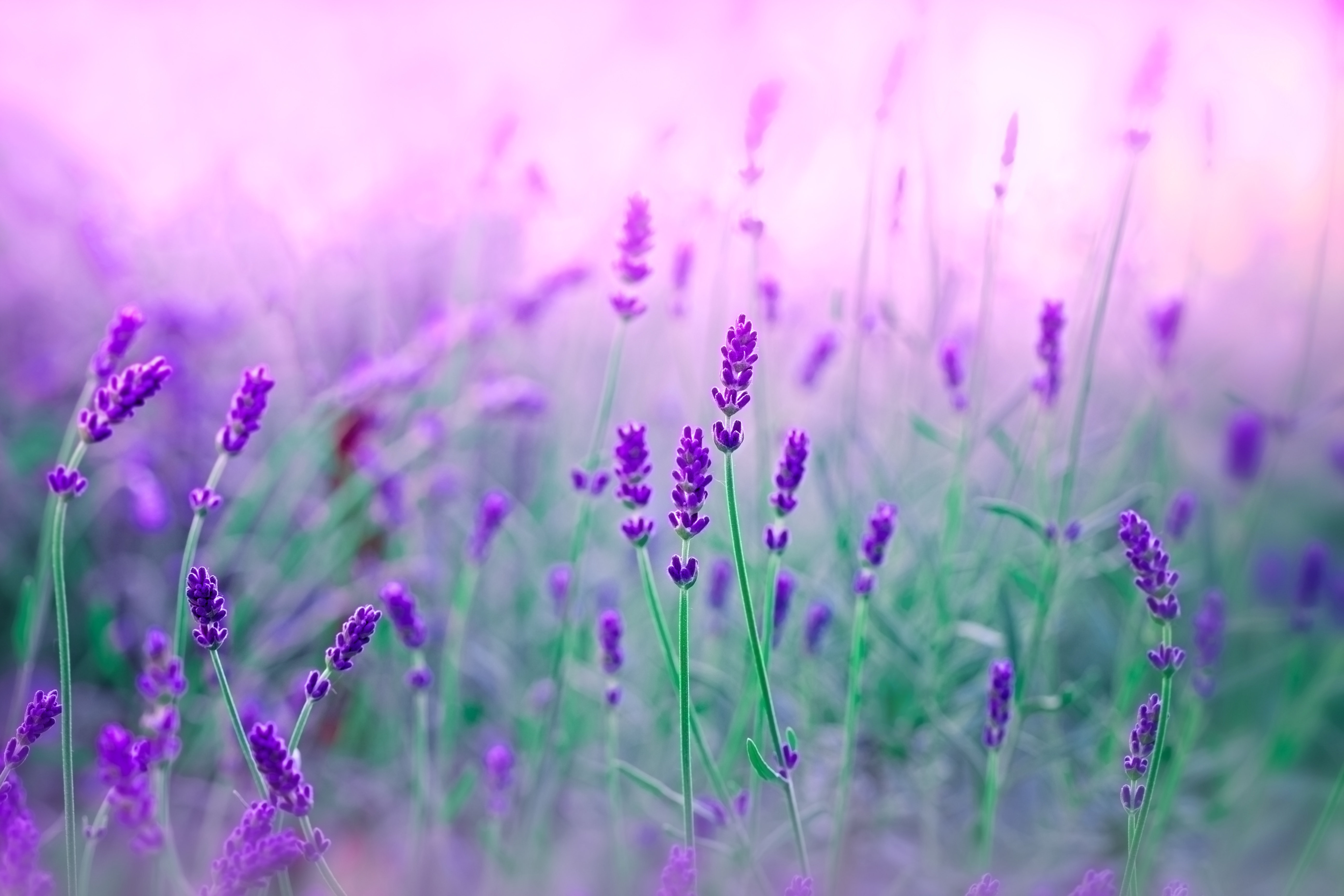Ophelia & Co. Lavender in My Garden - Wrapped Canvas Photograph | Wayfair