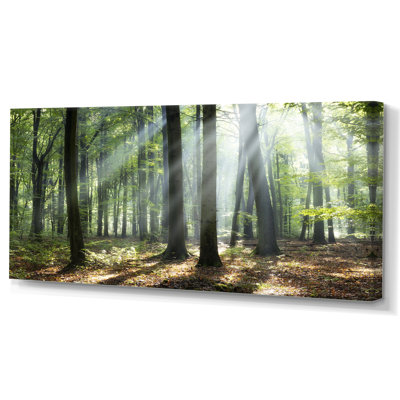 «Sunny Morning Magic Forest», photographie sur toile
