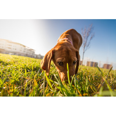 Portrait de chien chiot sanglant - photo sur toile tendue