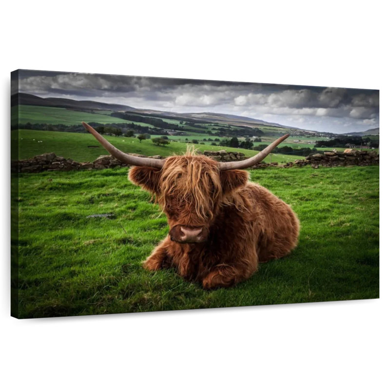 Brampt Mellow Highland Cow, 20" H x 30" W