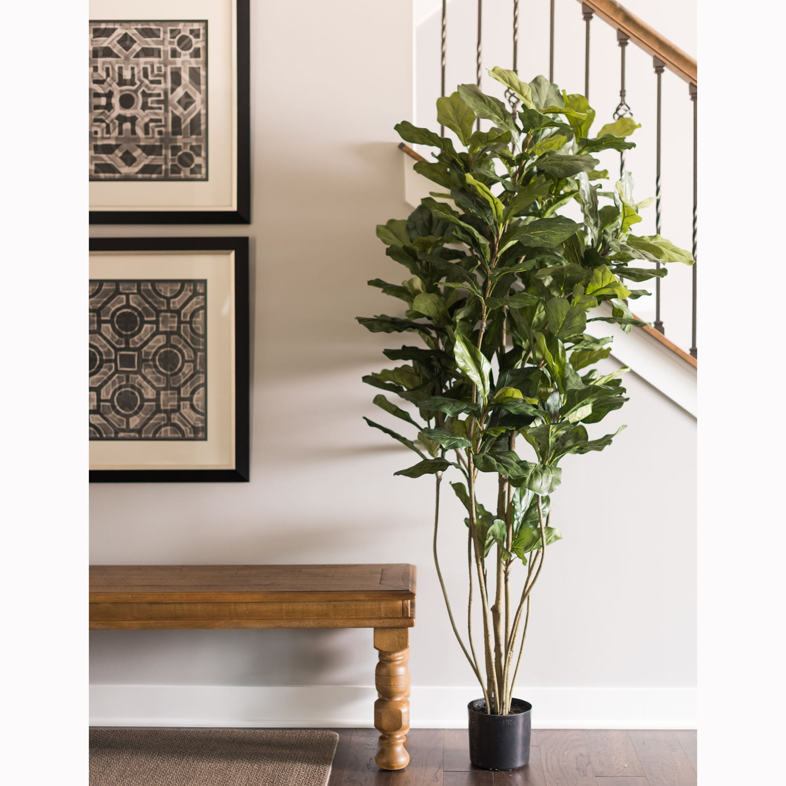 Fiddle Leaf Fig Tree in Pot, 72" H x 35" W x 35" D