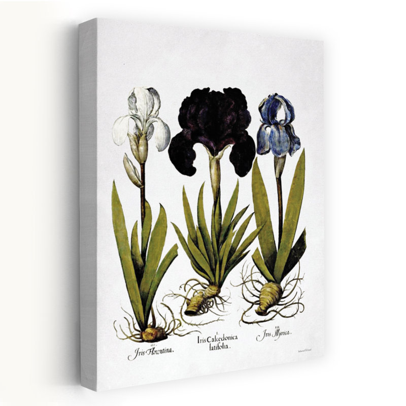 Iris Botanical II, art floral contemporain, H 36 po x l 24 po
