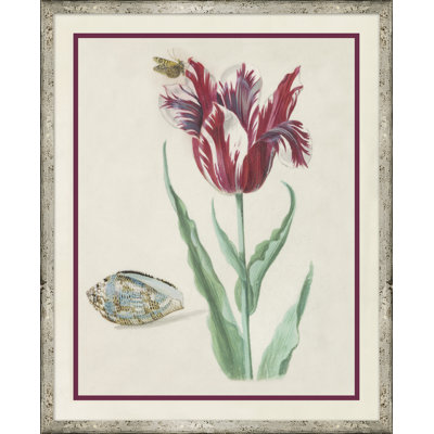 Flower, Seashell and Insect VI Framed