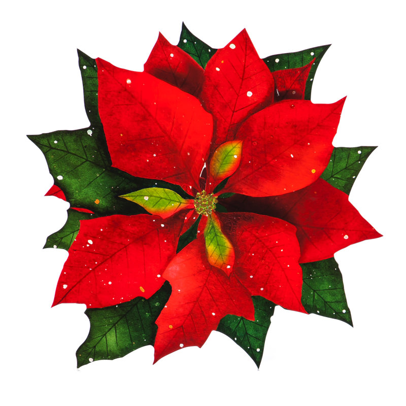 Housse de poinsettia papier Rothwell