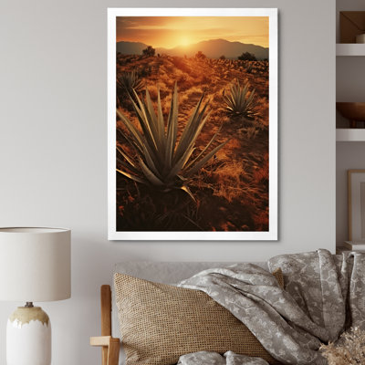 Succulent Field au Texas