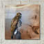  «Redtail Hawk» par Jim Brune, art mural en verre acrylique, 12 po x 12 po