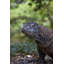 Shimlock, art de la galerie Jones, gros plan, dragon de Komodo, parc national de Komodo, Indonésie-1088203911