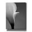 «Calla No. 5» par PhotoINC Studio-1774682595
