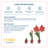 Costa Farms Indoor Holiday Red Amaryllis Bulb