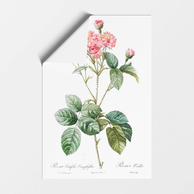 Cabbage Rose in Pink by Pierre Joseph Redoute - Frameless Print, 42 cm H x 29.7 cm W