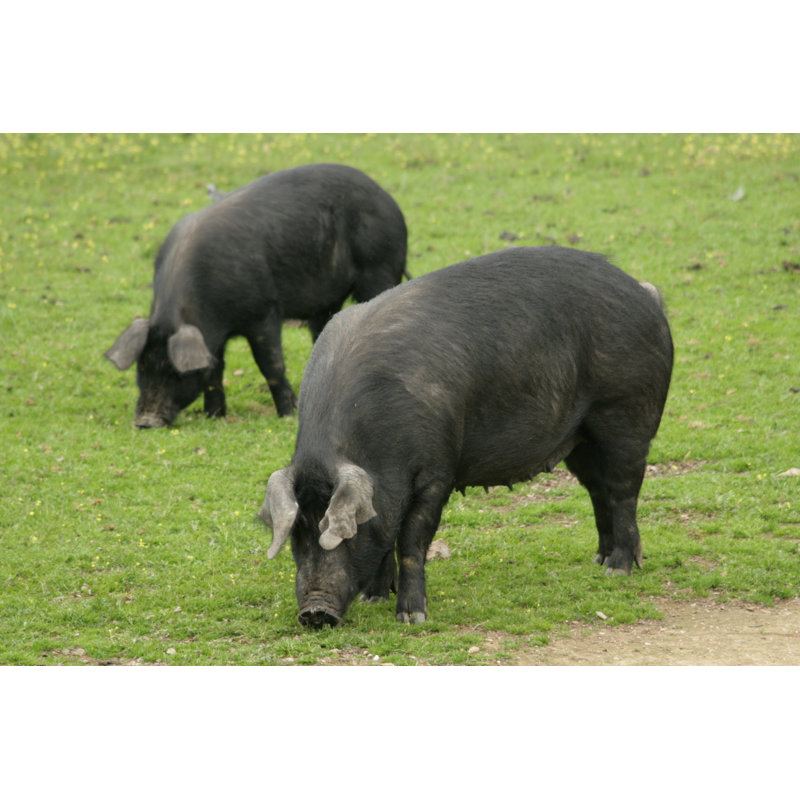 Autoctonous Pig by Roset - Wrapped Canvas Print, 51cm H x 76cm W