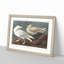 Burgomaster Gulls by John James Audubon - Picture Frame Art Print-55513253-55513254