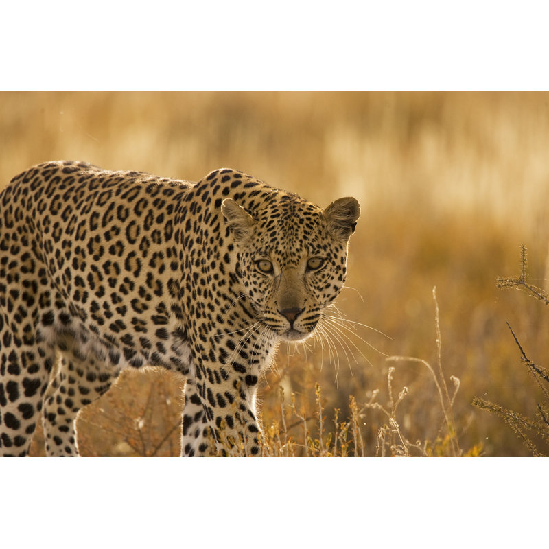 Kgalagadi Leopard by DerekNutley28 - Wrapped Canvas Print, 61cm H x 91cm W