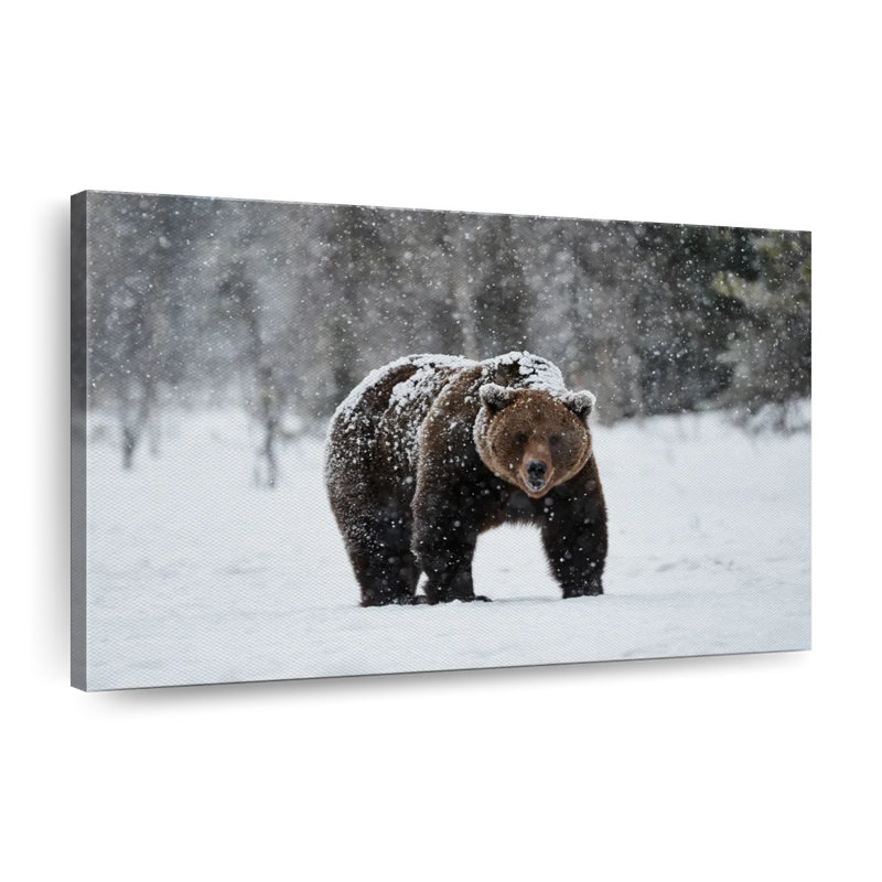 «Winter Grizzly Bear», reproduction sur toile, H 26 po x l 39 po x P 1,25 po