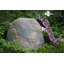 Spataro paysage jardin pierre-2040482804