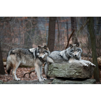 " Grey Wolf Pair " by Ramiromarquezphotos