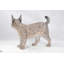 Statue lynx