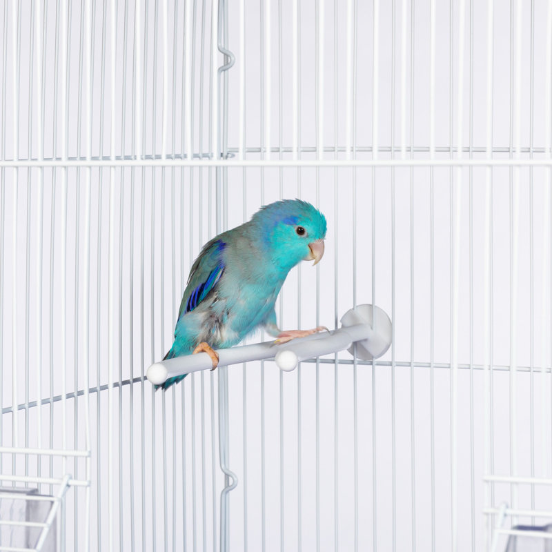Small Y Shaped Plastic Bird Perch