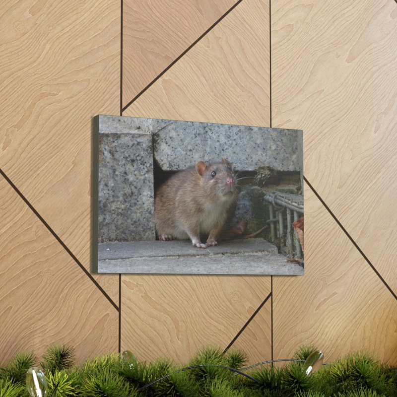 Art de rat majestueux, impression d'art de rat majestueux
